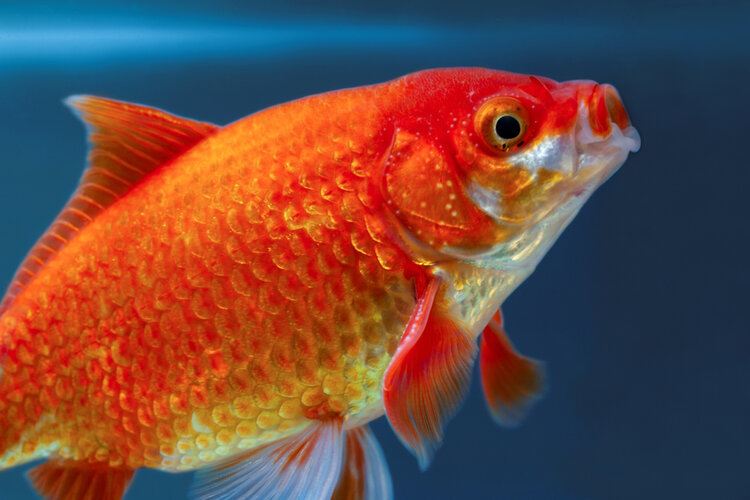 yawning goldfish