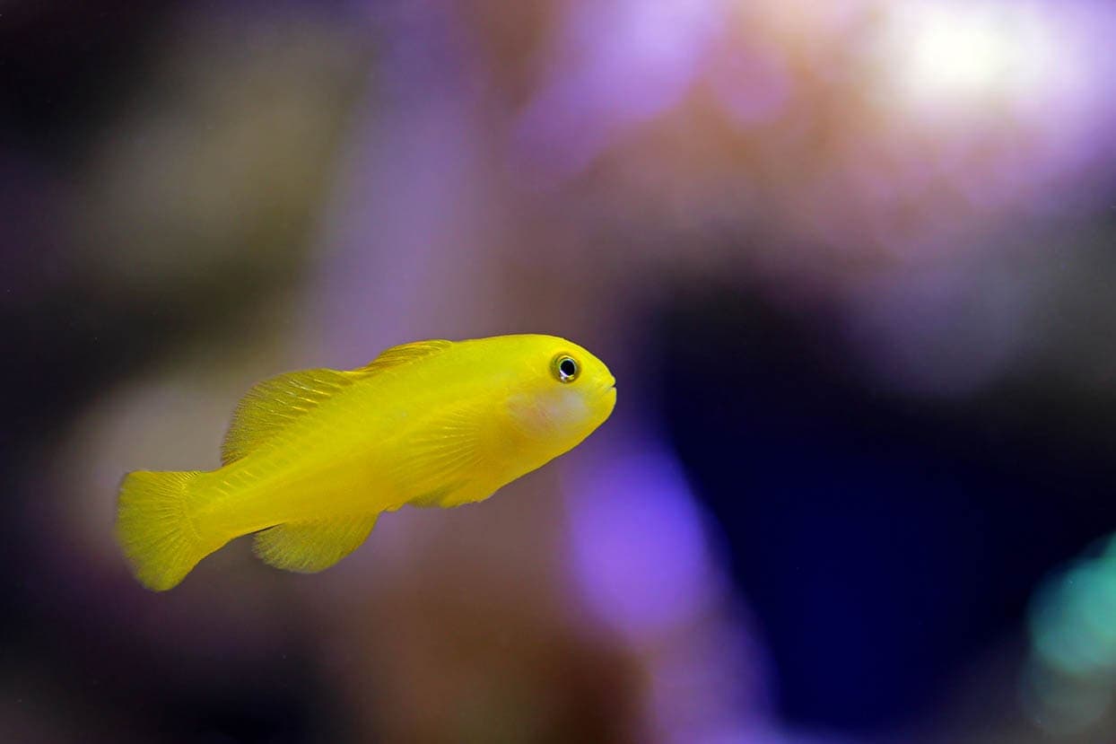 Yellow clown goby 