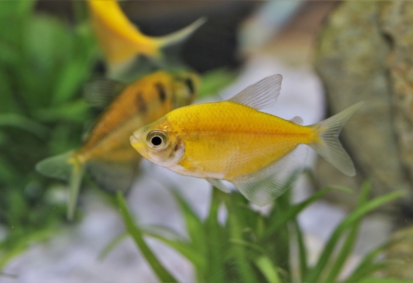 yellow glofish in aquarium