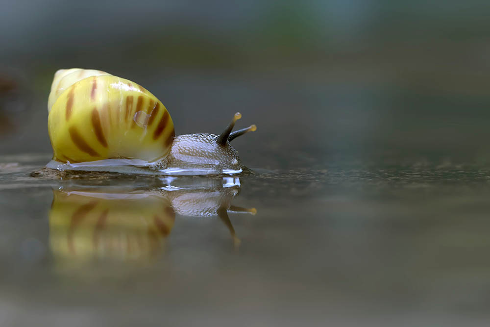 yellow Pond Snail