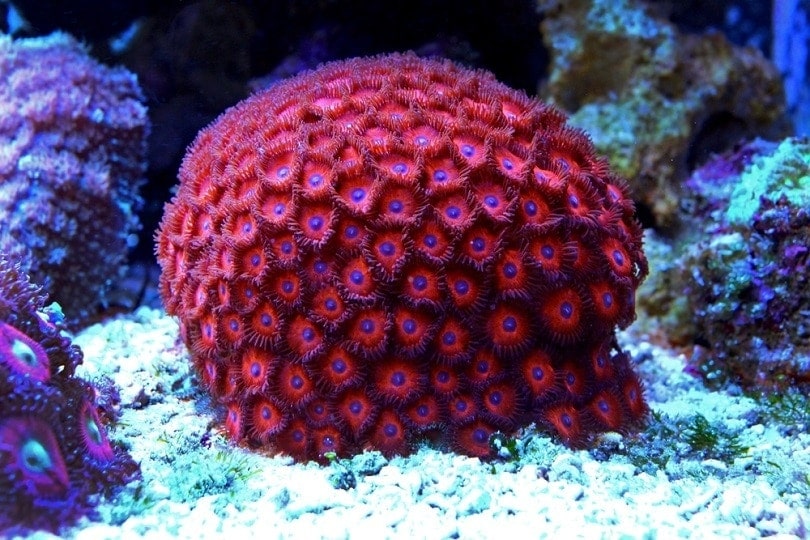 zoanthus-polyps-colony-coral_Vojce_shutterstock