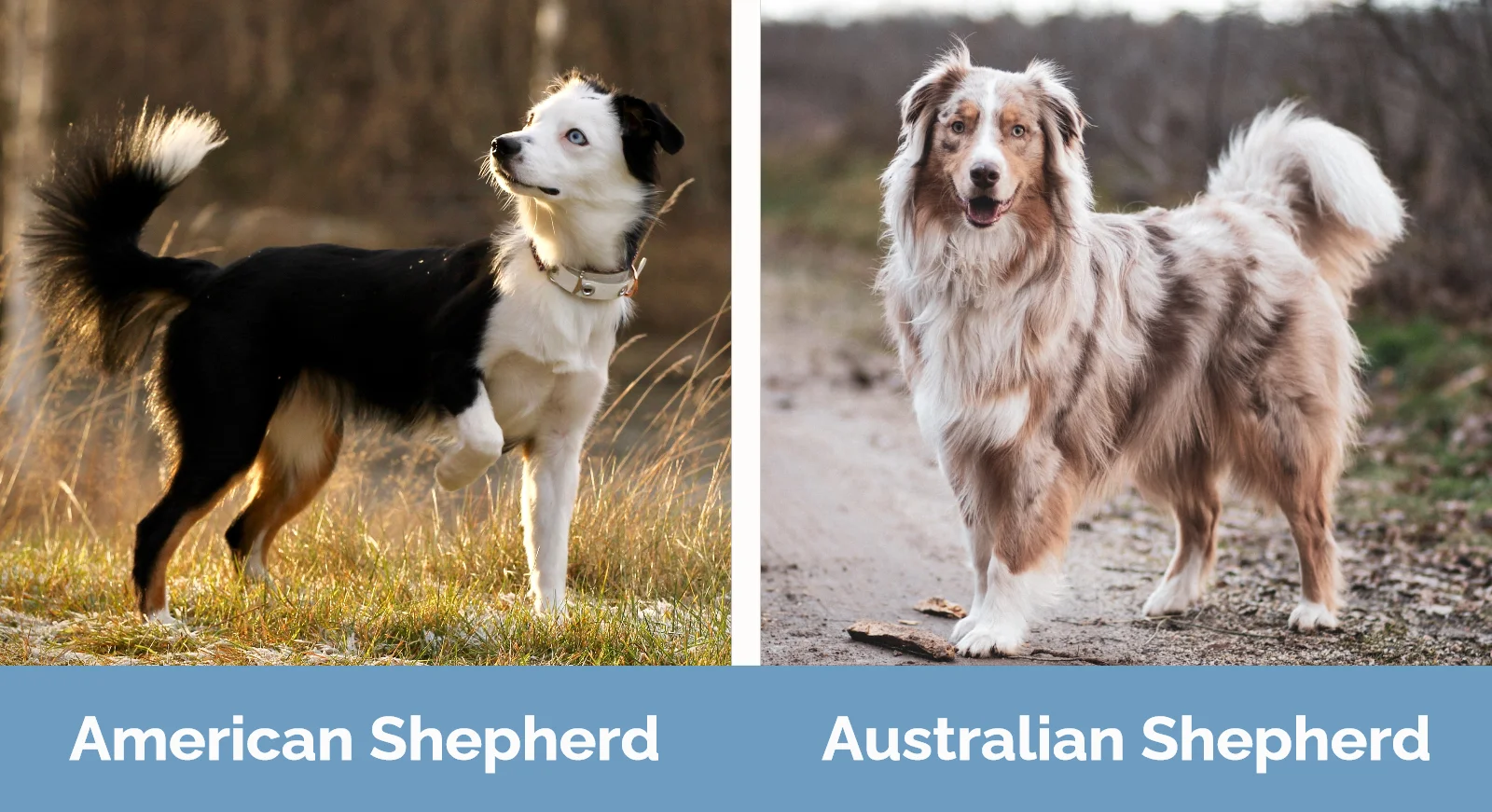 American vs Austalian Shepherd - Visual Differences