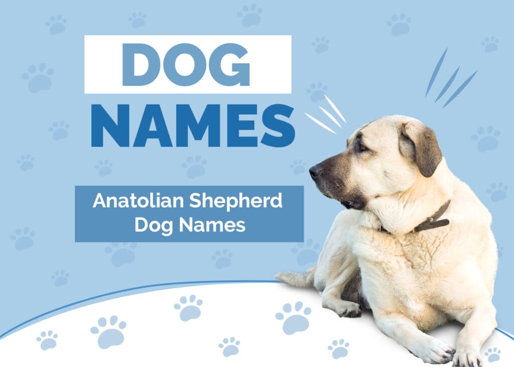 Anatolian Shepherd Dogs