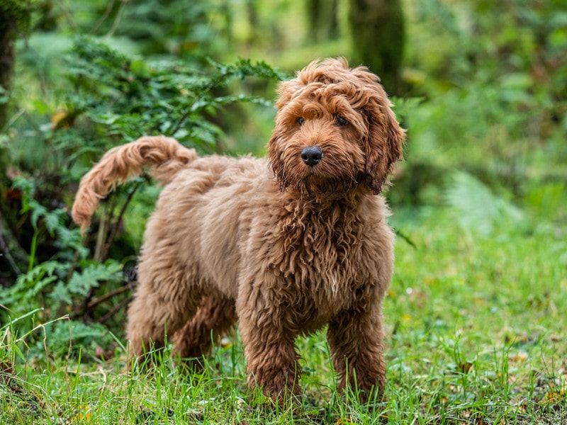 Apricot Cockapoo