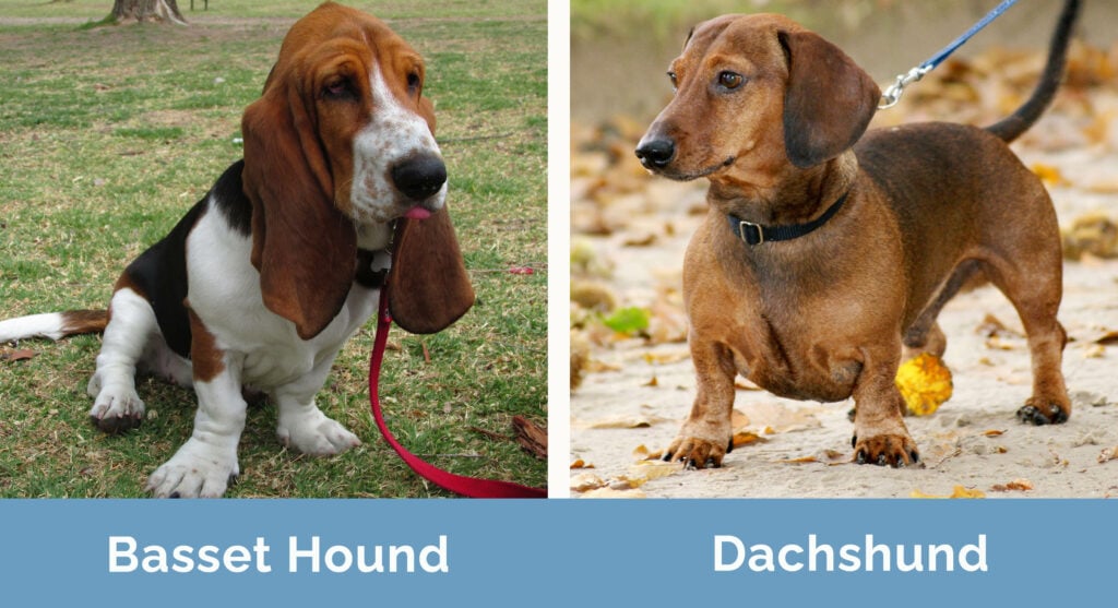 Basset Hound vs Dachshund side by side