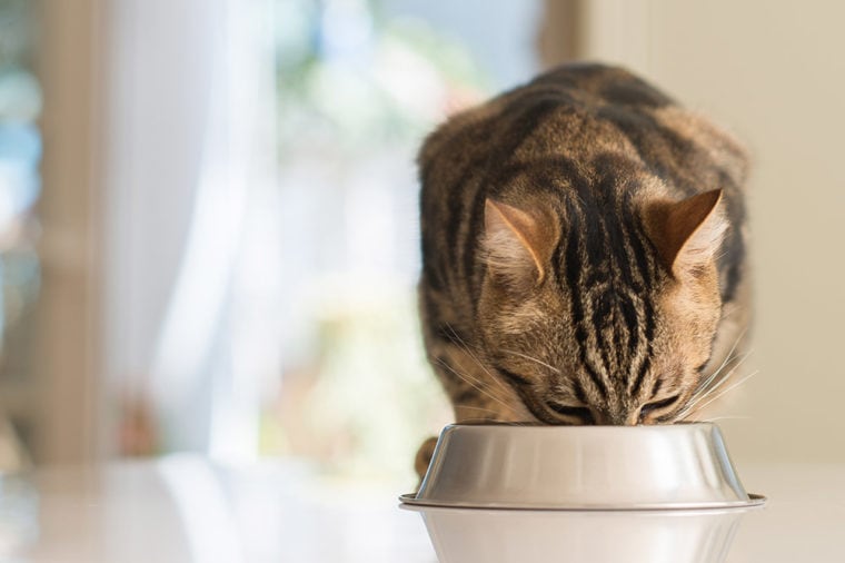 Can Cats Eat Green Beans? Vet Approved Facts & FAQ | Hepper Pet Resources - Can Cats Eat Cooked Pinto Bean Soup