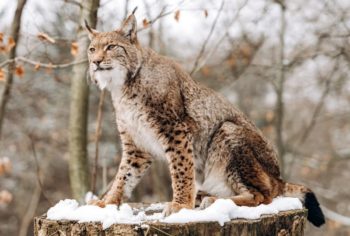 Lynx Vs Bobcat How Do They Differ With Pictures Hepper Pet Resources