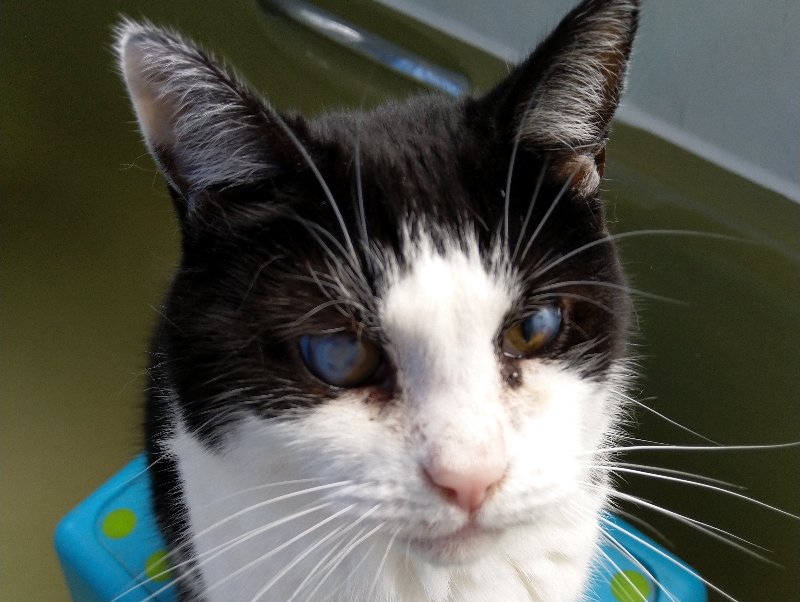 Domino cat, showing luxation in both eyes