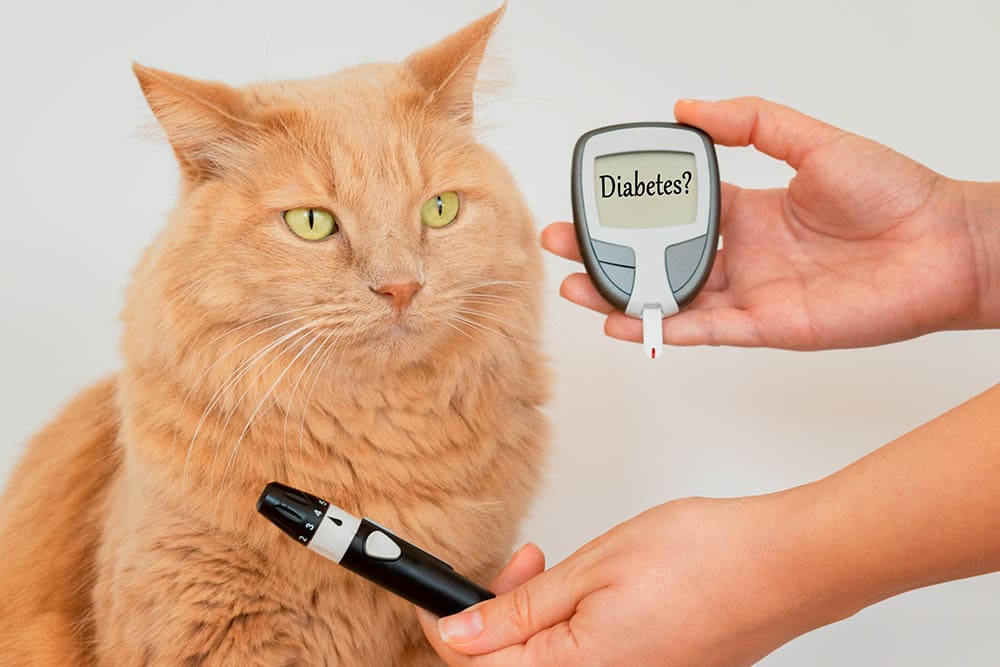 Cat's owner while measuring the blood sugar values of his feline