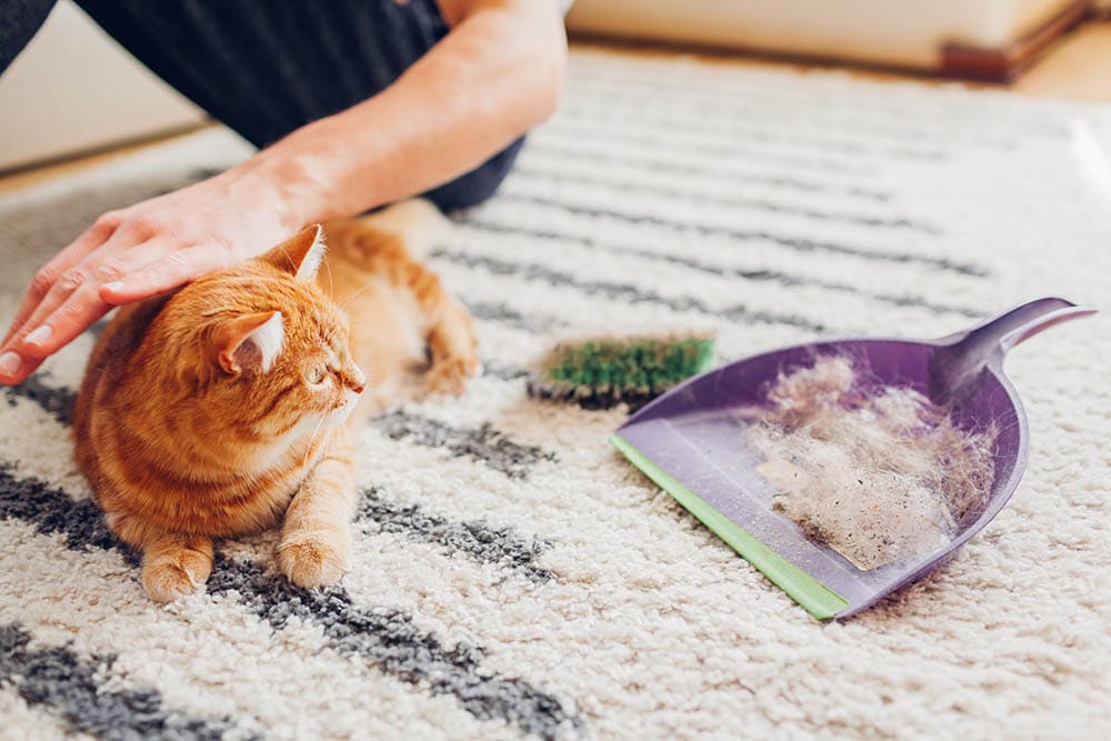 Cleaning carpet from cat hair with brush at home