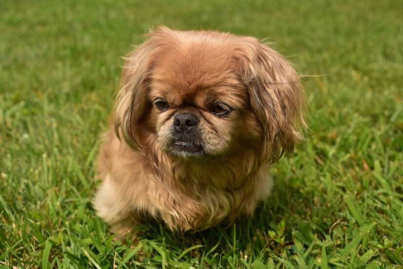 Close up look at a fluffy blonde pekingese dog playing outside in green grass