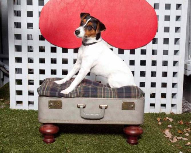 DIY Vintage Suitcase Pet Bed