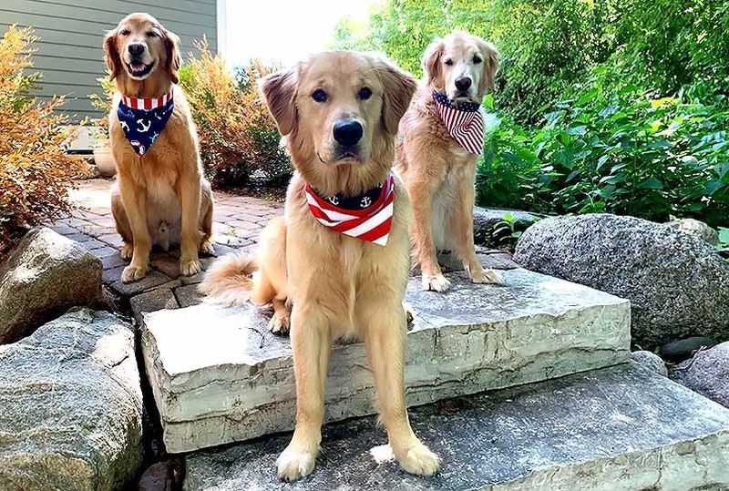 DIY christmas dog bandana