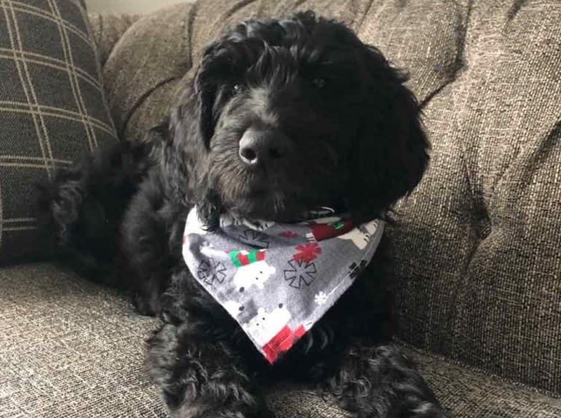 DIY christmas dog collar