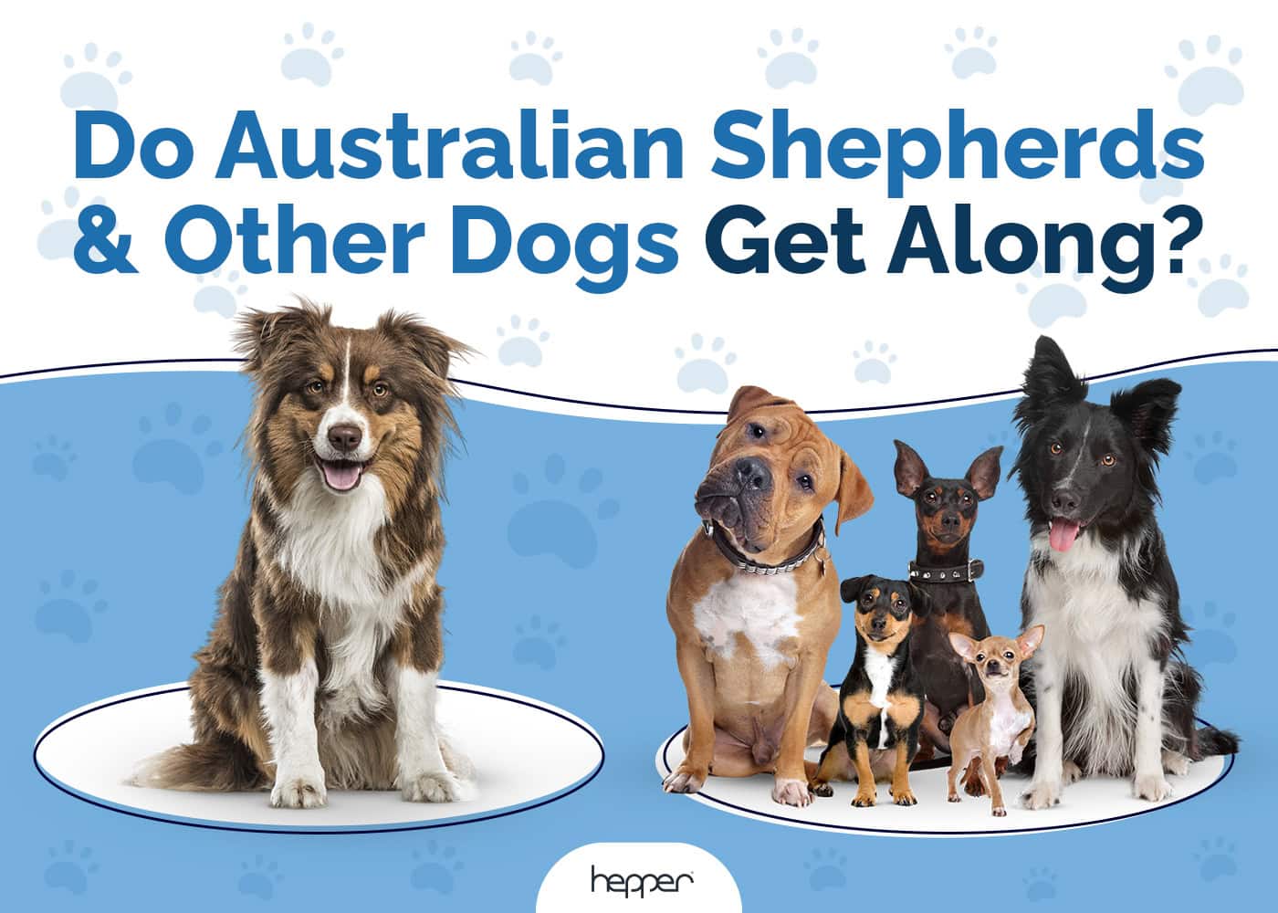 Do Australian Shepherds and Other Dogs Get Along