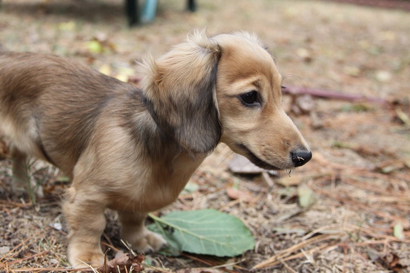 English Cream Dachshund