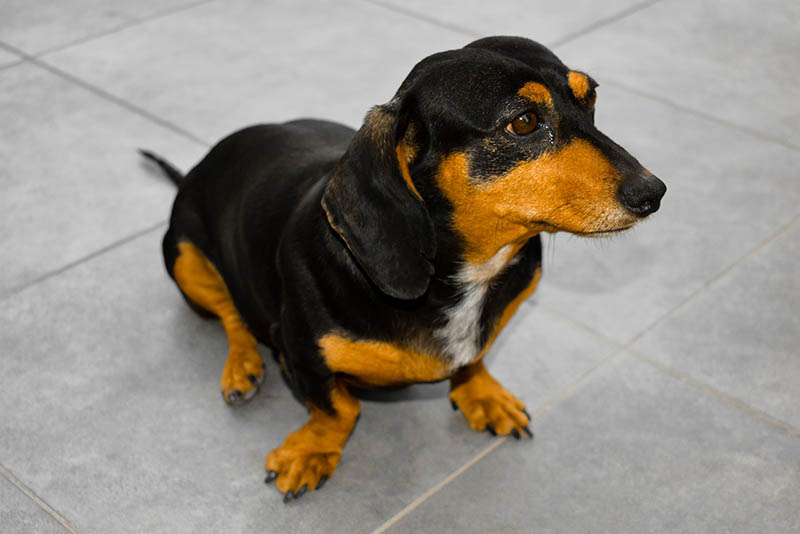Female Dachshund