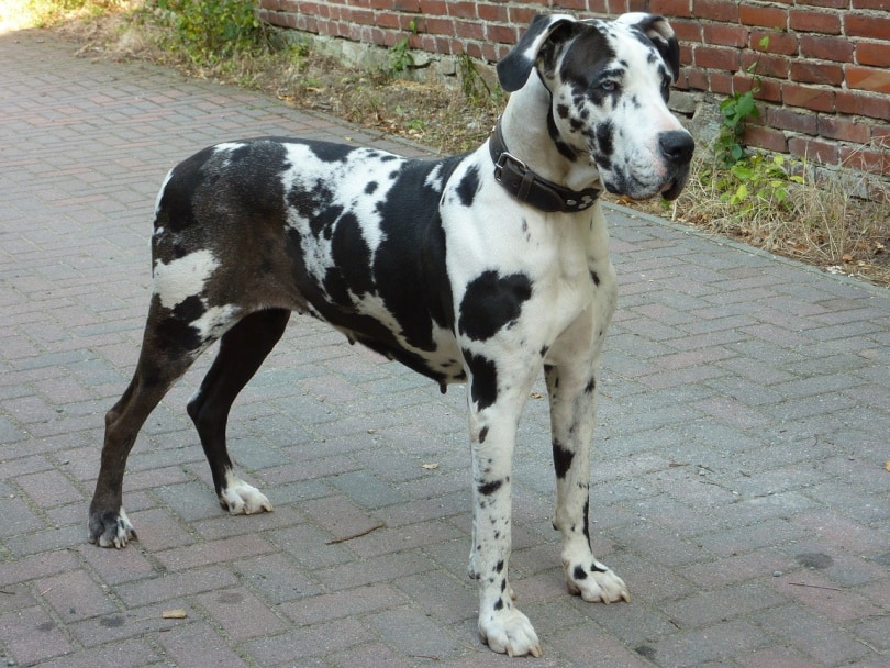 Female Harlequin Great Dane standing