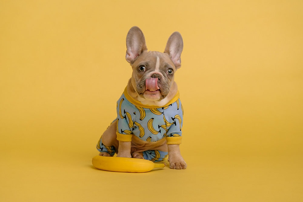 French Bulldog in banana pajamas