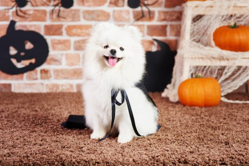 Front view of happy pomeranian dog in halloween time