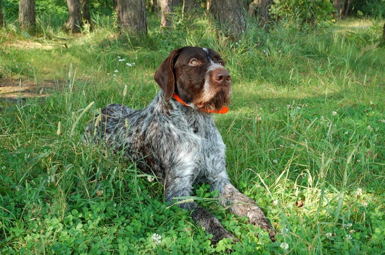 Non Shedding Hunting Dogs