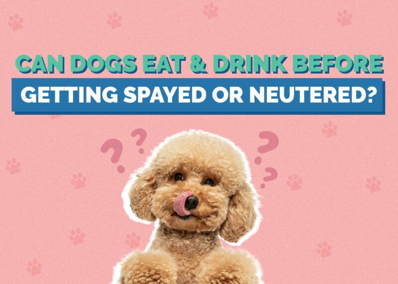Hepper_Can Dogs Eat or Drink Before Getting Spayed