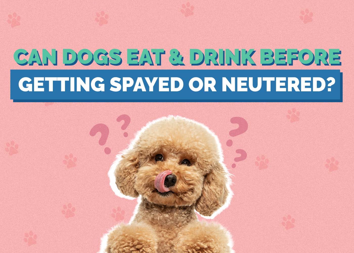 Hepper_Can Dogs Eat or Drink Before Getting Spayed