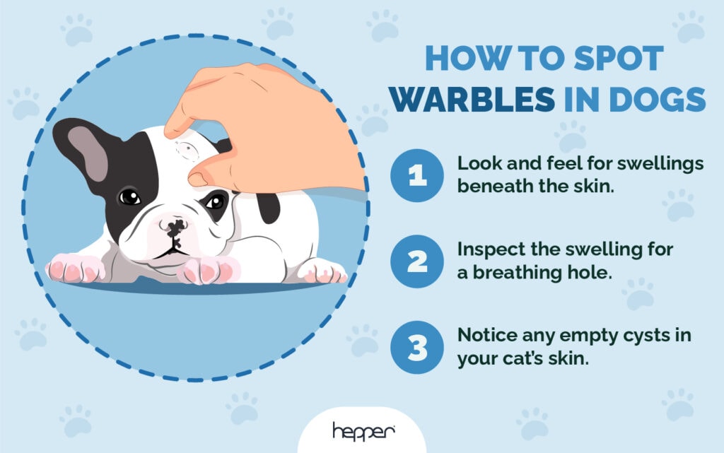 Hepper_How to Identify Botflies (Warbles) in Dogs