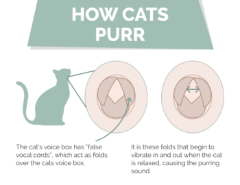 How Do Cats Purr? Exploring Feline Anatomy | Hepper Pet Resources