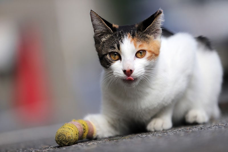 Injured Cat