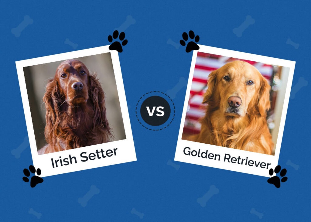 Irish Setter vs Golden Retriever