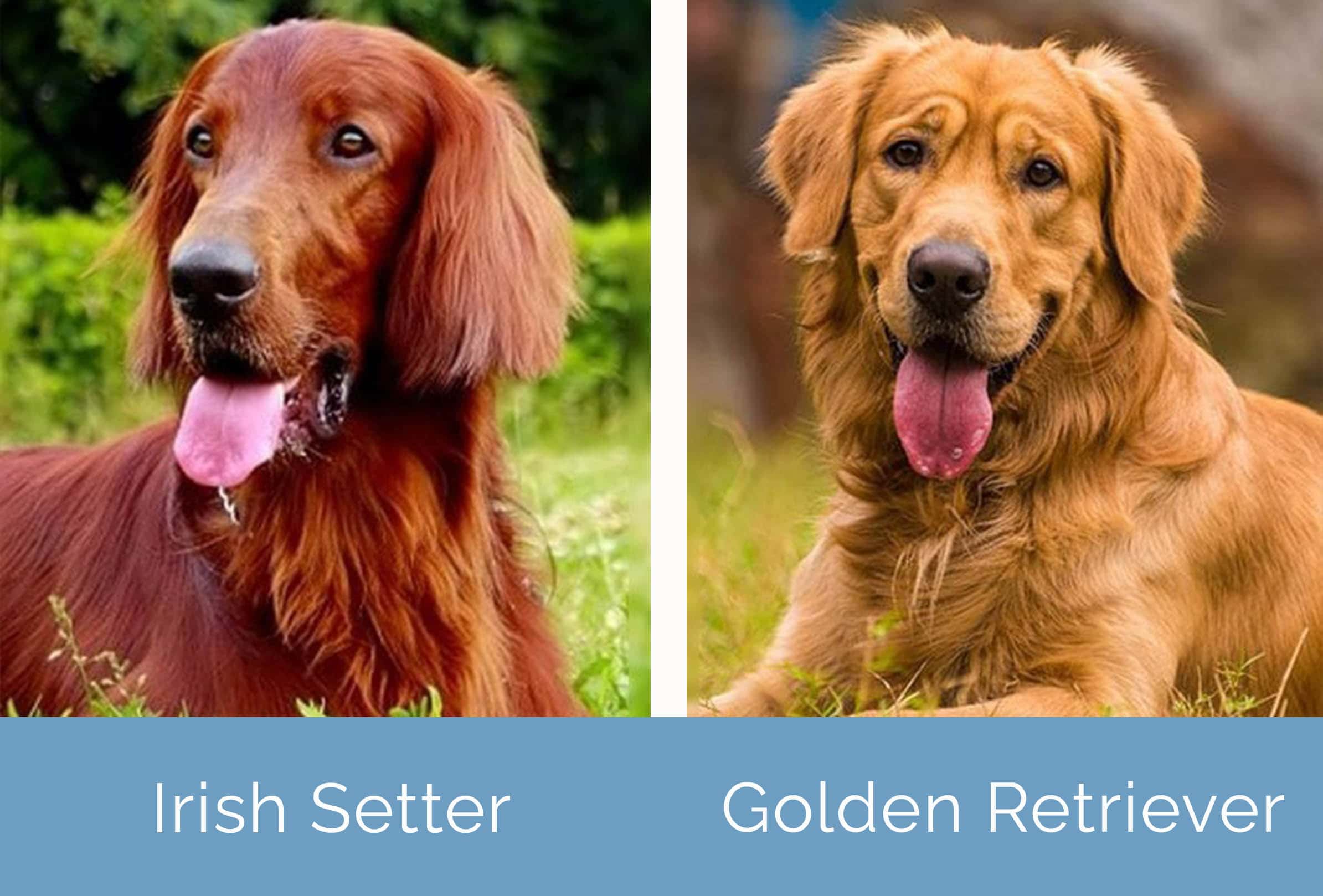 Irish Setter vs Golden Retriever side by side