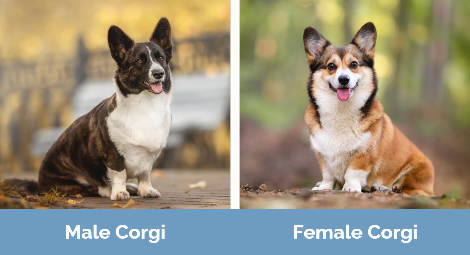 Male vs Female Corgi - Visual Differences
