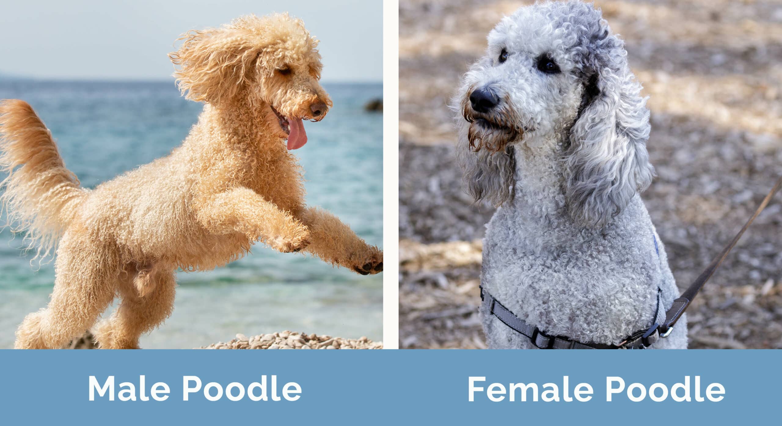 Male vs Female Poodle side by side
