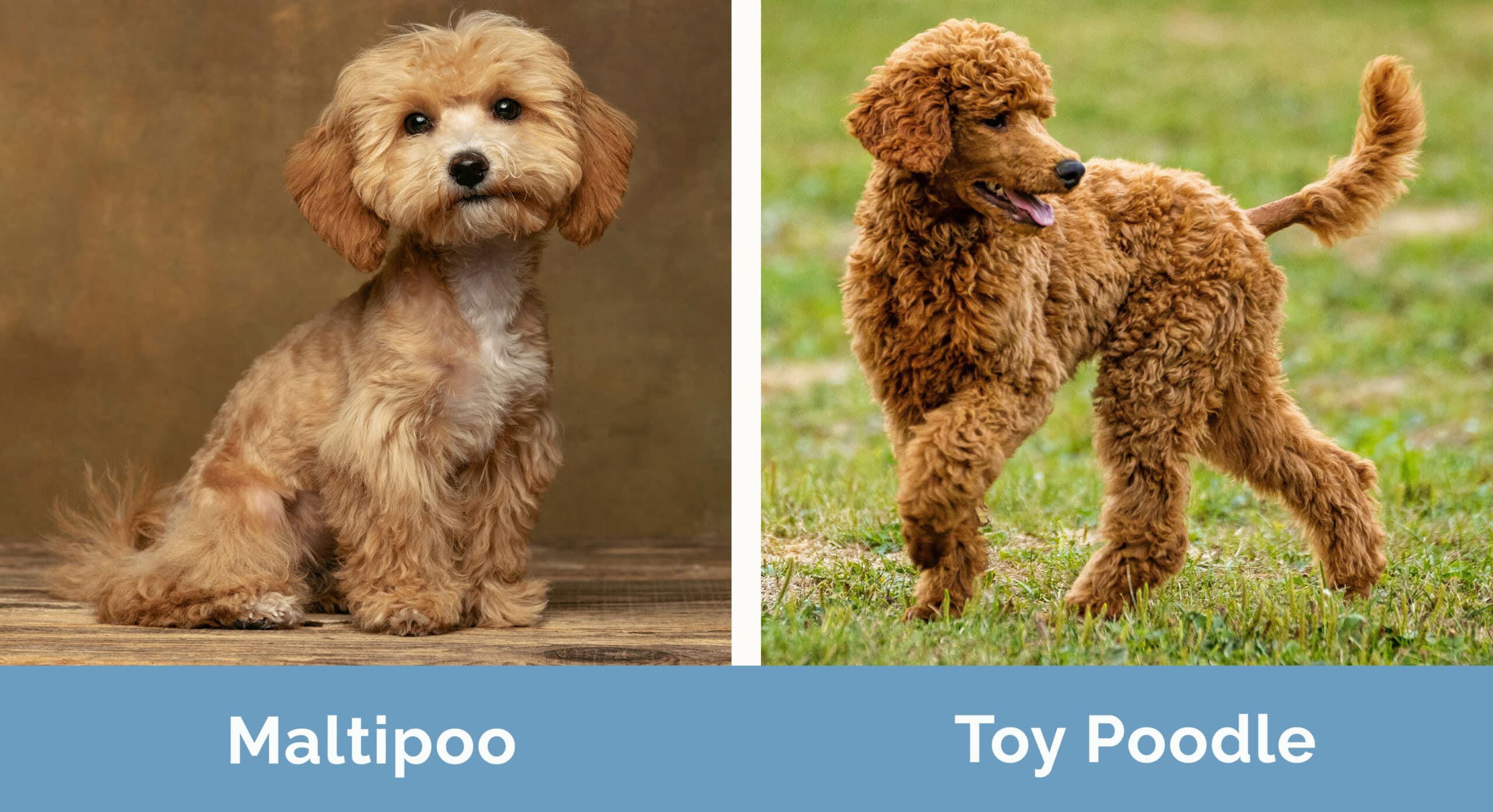Maltipoo vs Toy Poodle side by side
