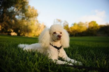Toy Poodle vs Miniature Poodle: What's the Difference? (With Pictures