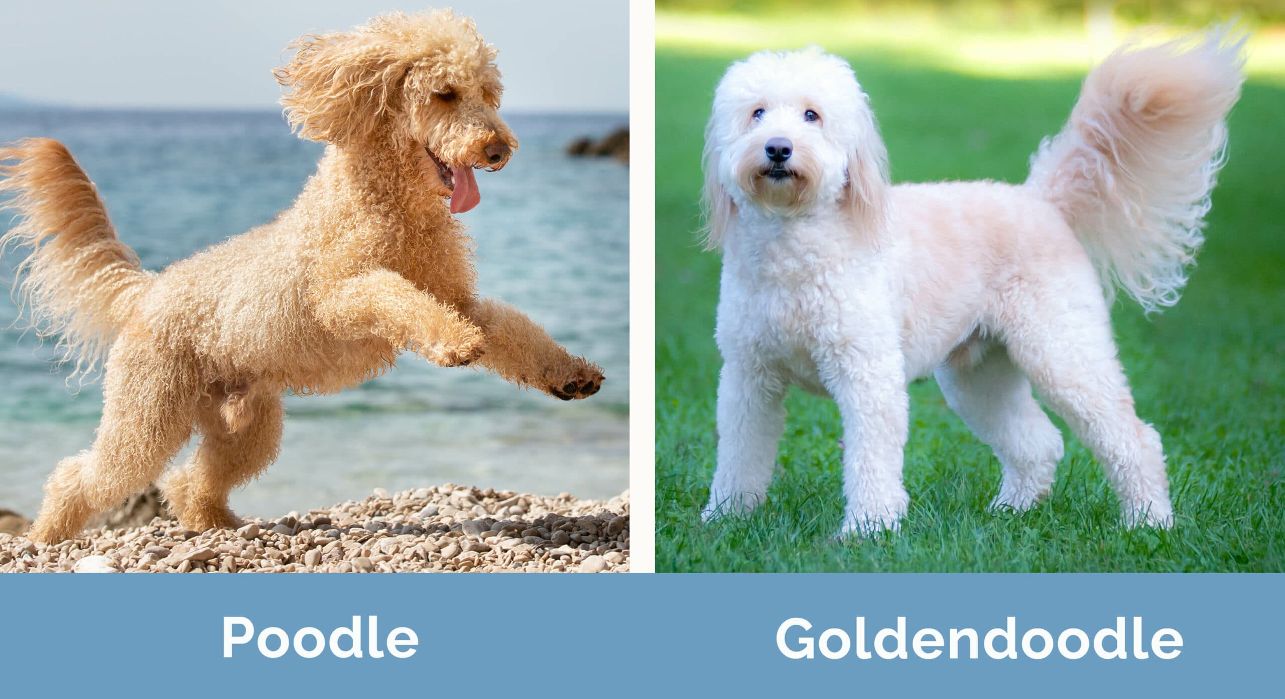 Poodle vs Goldendoodle side by side