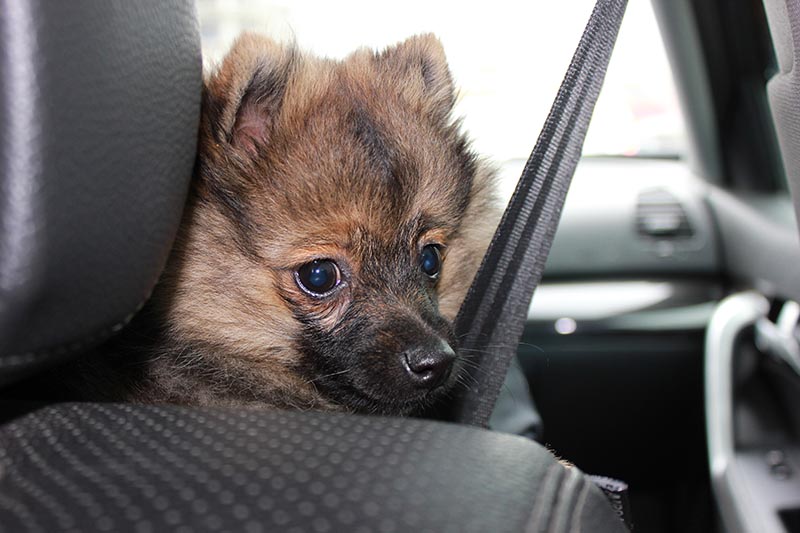 Puppy inside a car