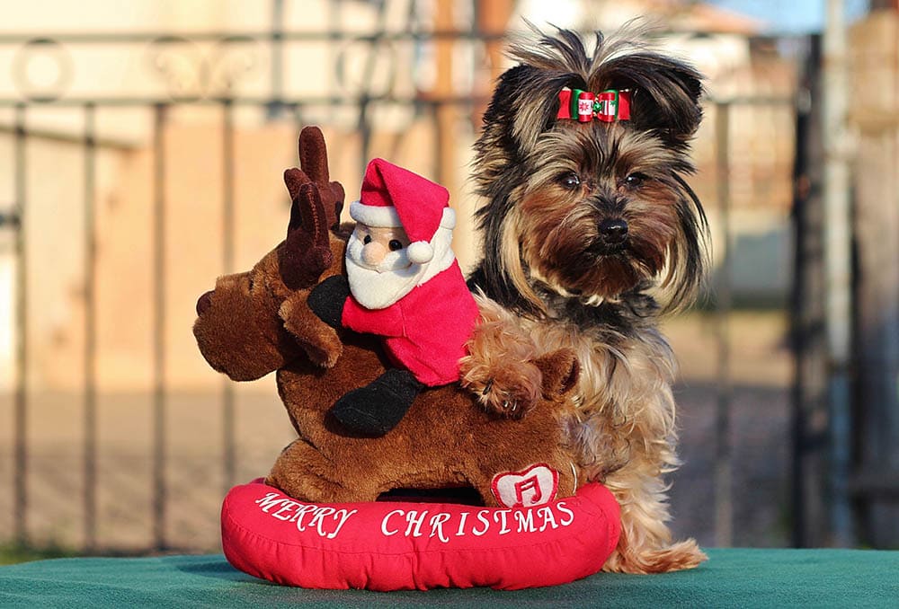 Puppy with christmas toy