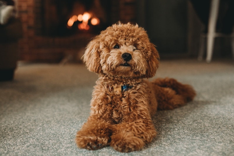 Red and brown poodle lying on the floor