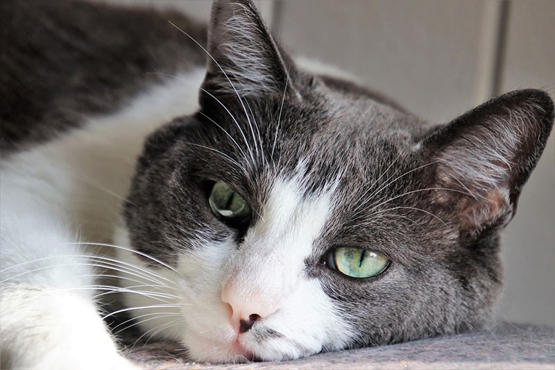 Sad Bored Cat