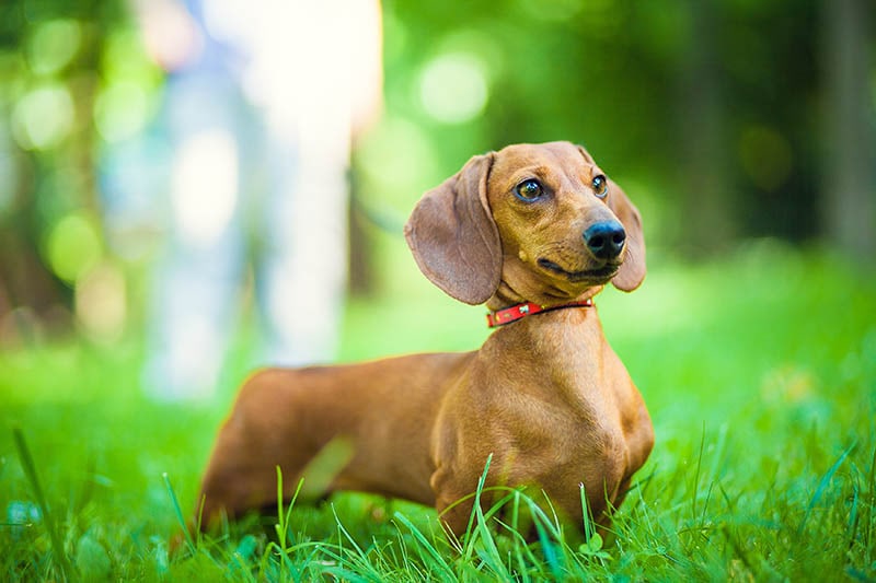 Smooth-haired dachshund standard, color red, female