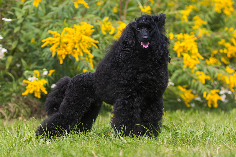 Standing portrait of charming amazing moyen medium poodle outside on hot summer day