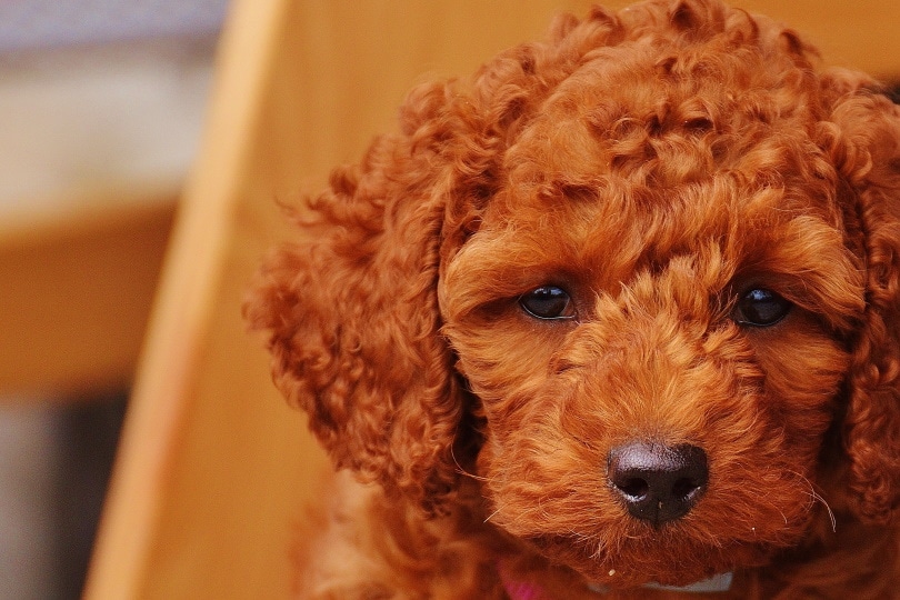 Sweet cockapoo puppy close up shot