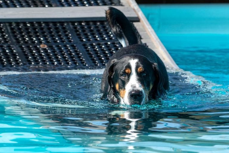 10 DIY Dog Water Ramp Plans You Can Make Today (With Pictures) | Hepper ...