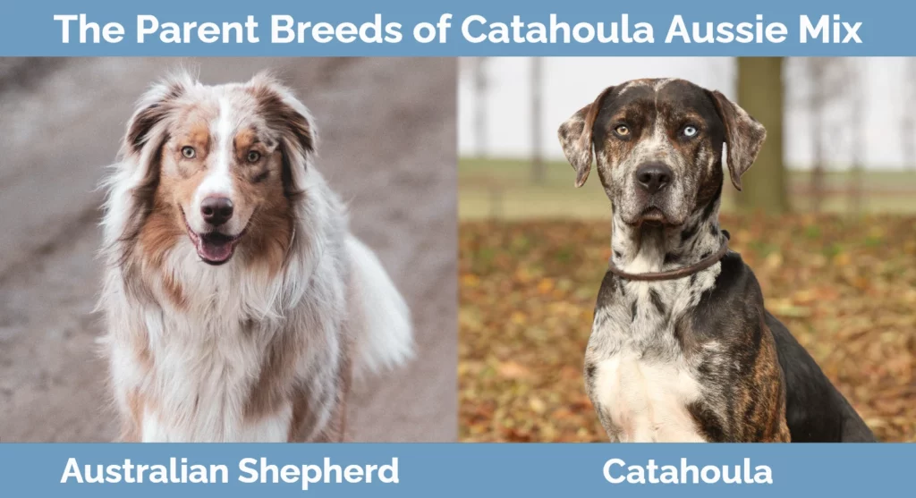 The parent breeds of Catahoula Aussie Mix