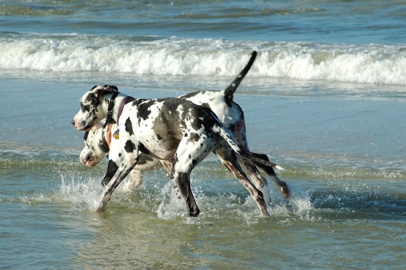 Two Harlequin Great Danes running in the beach