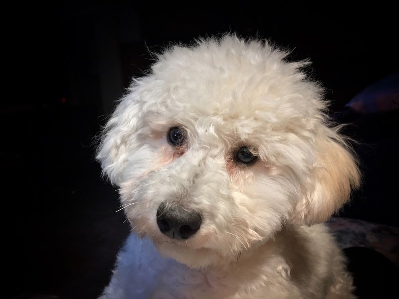 White toy poodle portrait