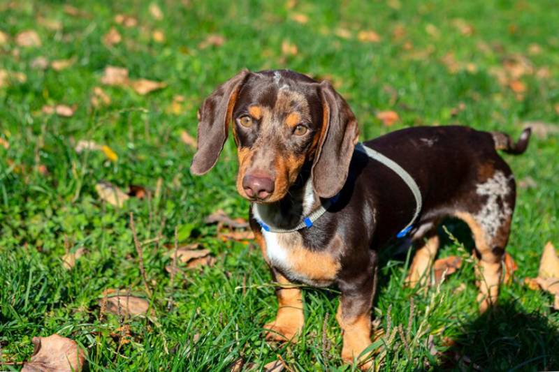 Young dachshund dog in close-up on a green field