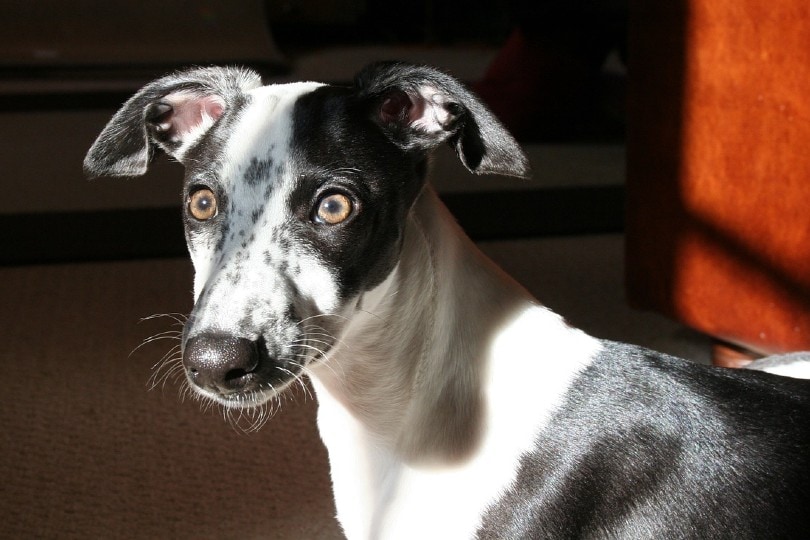 a black and white whippet